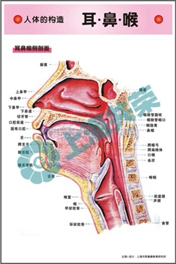 人体的构造--耳鼻喉侧剖图