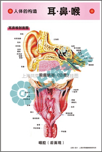 人体的构造--耳鼻喉剖面图