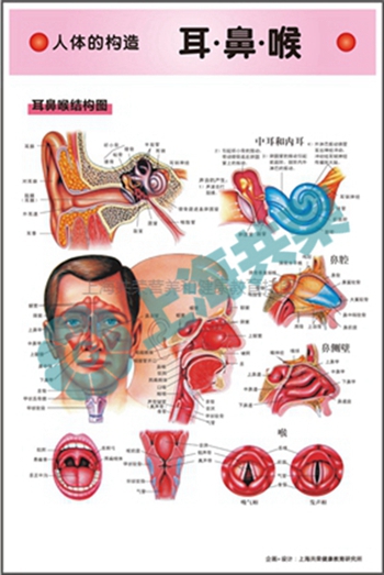 人体的构造--耳鼻喉结构图