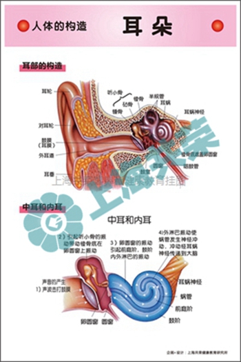 人体的构造-耳朵2
