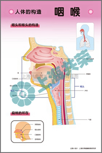 人体的构造--咽喉