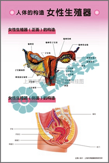 人体的构造-女性生殖器官