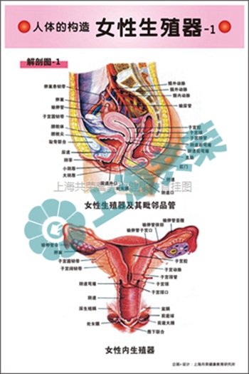 人体的构造--女性生殖器官1