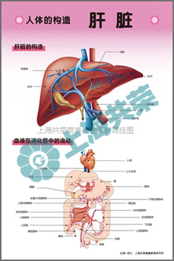 人体的构造--肝脏