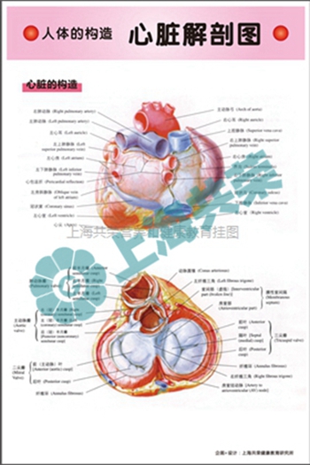 人体的构造--心脏解剖图