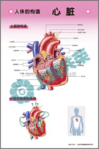 人体的构造-心脏