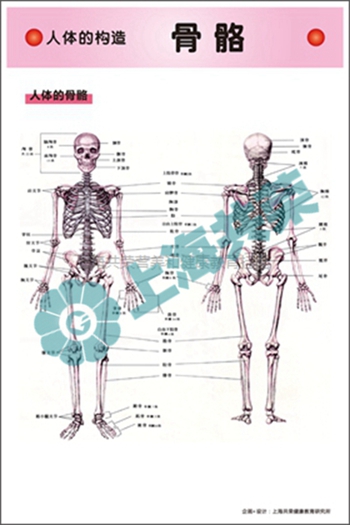 人体的构造--骨骼