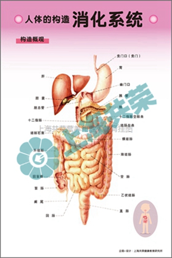 人体的构造--消化系统