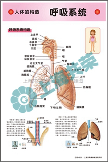 人体的构造--呼吸系统