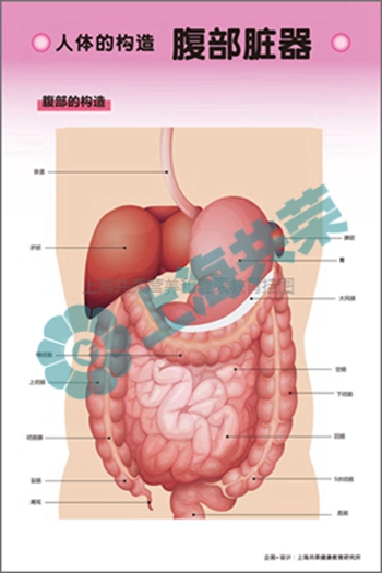 人体的构造--腹部脏器