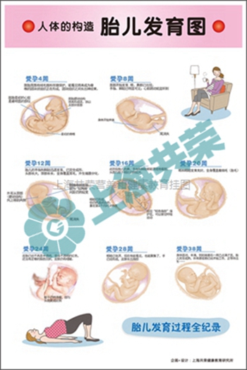 人体的构造-胎儿发育过程
