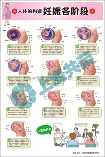 人体的构造--妊娠各阶段