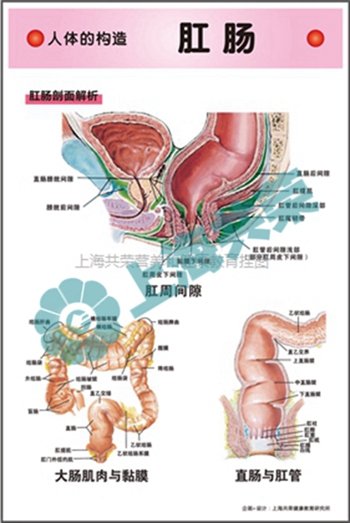 人体的构造--肛肠剖面