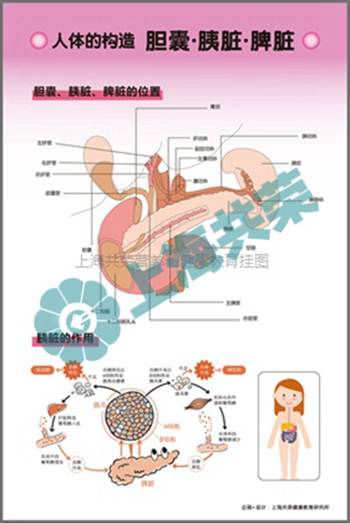 人体的构造--胆囊胰脏脾脏