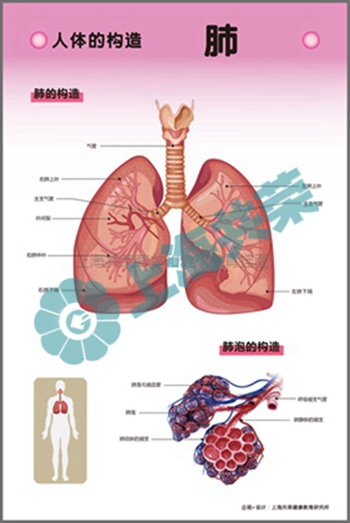 人体的构造--肺